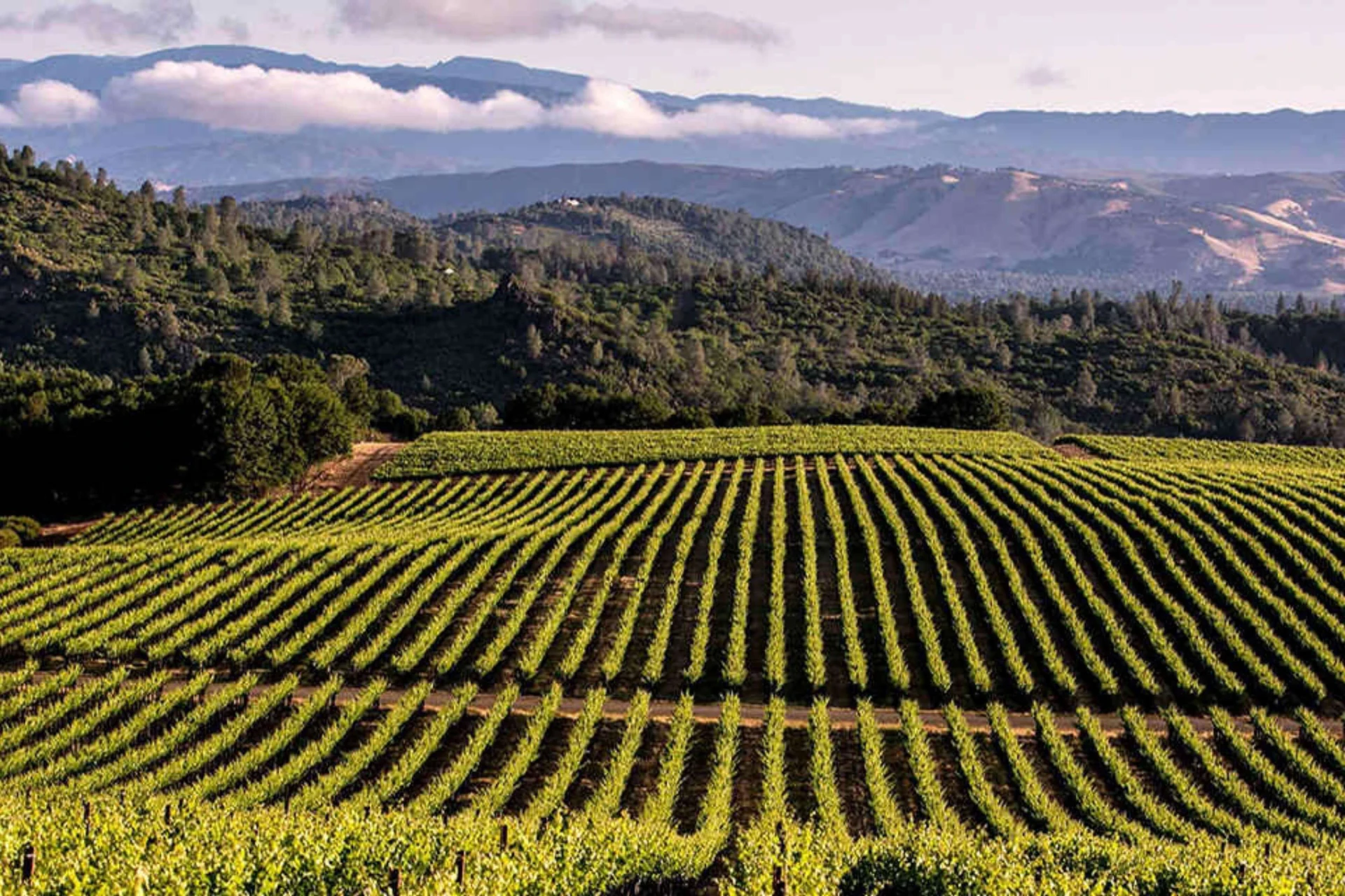 Wine Country neighborhood